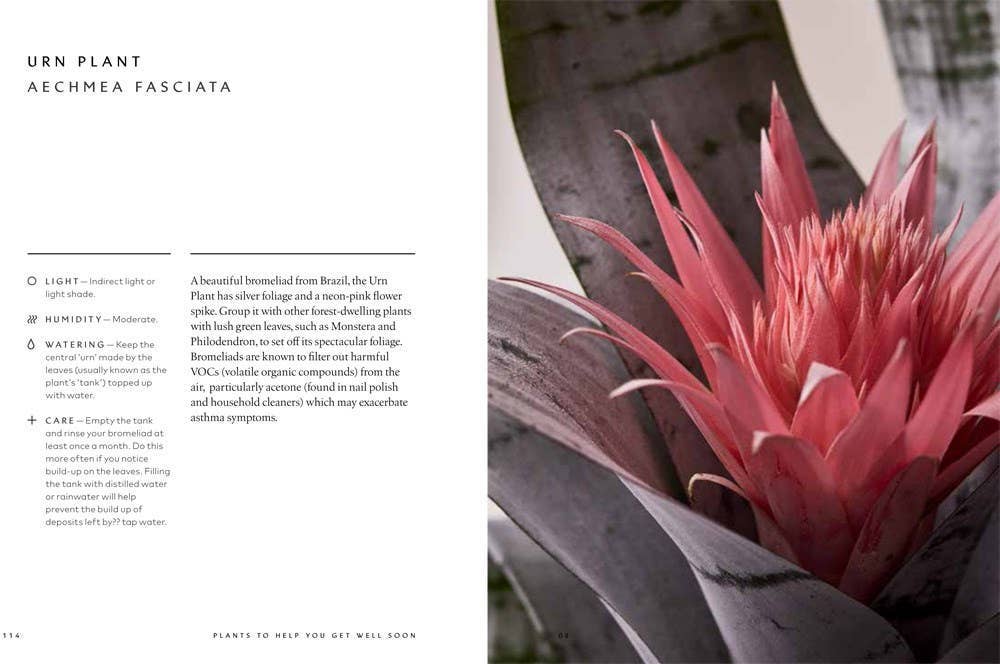 The Healing Power of Plants By Fran Bailey