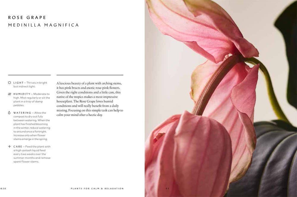 The Healing Power of Plants By Fran Bailey