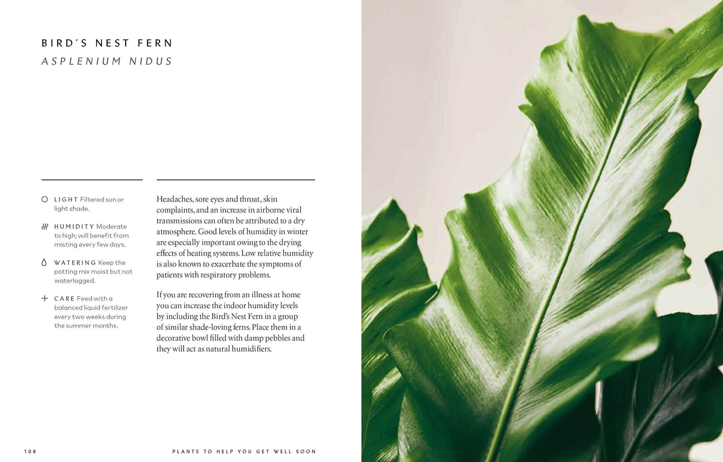 The Healing Power of Plants By Fran Bailey